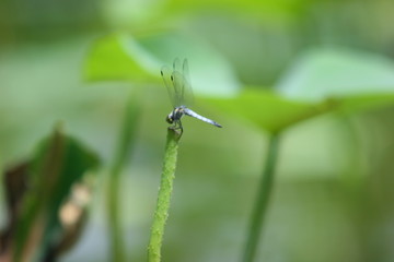 dragonfly on lotus