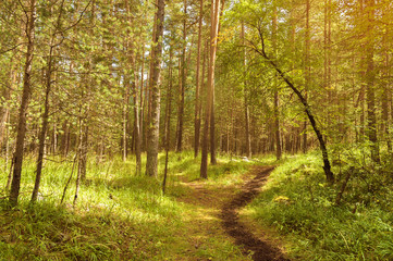 spring forest with a path and sun rays