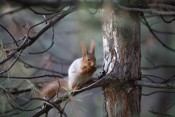 Cute squirrel seat on grass at park, forrest at sunny day