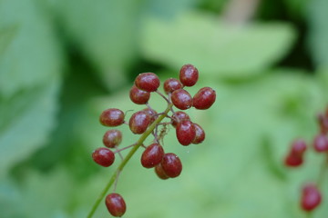 wild berries macro