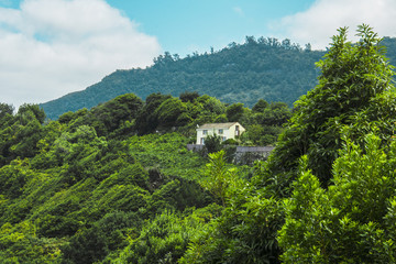 Fototapeta na wymiar rain forest