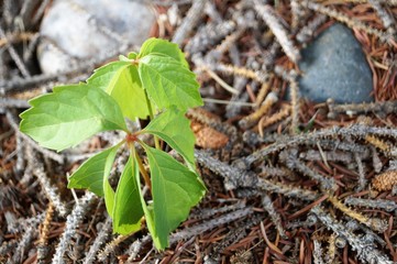 Ivy branches