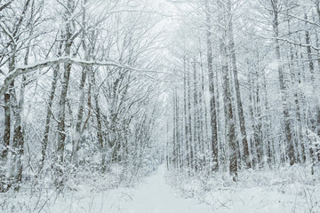 Fototapeta premium 雪の森林、冬の風景。