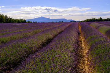 Champ de lavande. Le Mont Ventoux en arrière-plan.