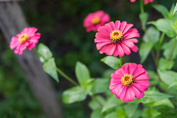 Starburst flowers