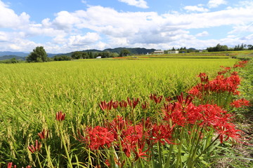 大和路の秋景色