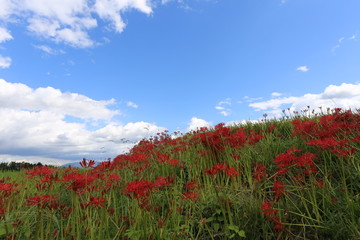 大和路の秋景色