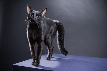 Smart playful black cat on a black background