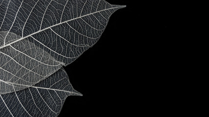 Soft skeleton of leaf on corner of black background