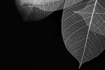 Skeleton of leaf on corner of black background