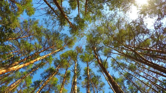 High angle view of rotating pine trees in the forest against blue sky with sun light