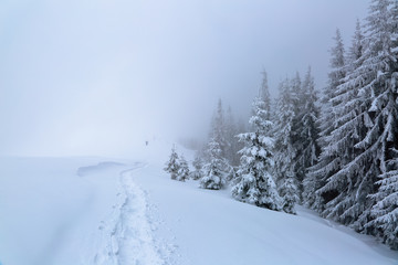 Powdered with snow tall fir-trees silently contemplate a daredevil who makes a path through the fog in the winter cold day.