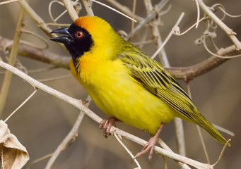 Southern Masked Weaver