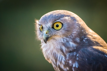 Barking Owl