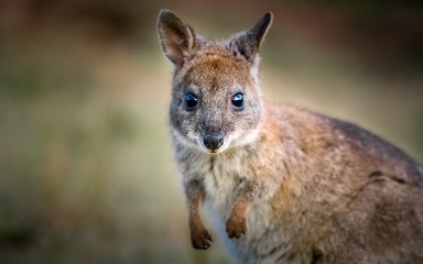 Pademelon