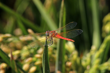 Libélula (Anisoptera) del mediterráneo en una rama