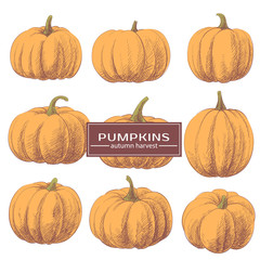 Ginger Pumpkins on a White Background