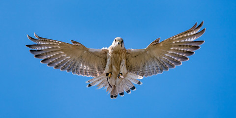 Australian Kestrel