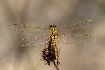 Libélula (Anisoptera) del mediterráneo en una rama