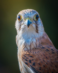 Australian Kestrel