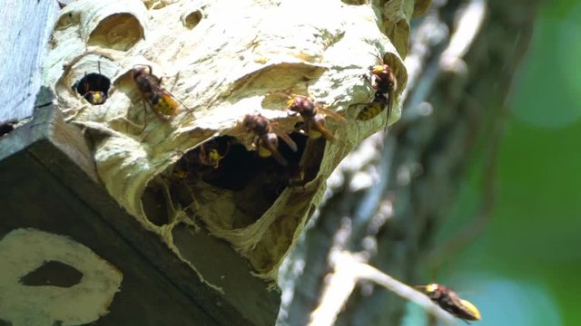 Hornissen auf Hornissennest, Brutpflege