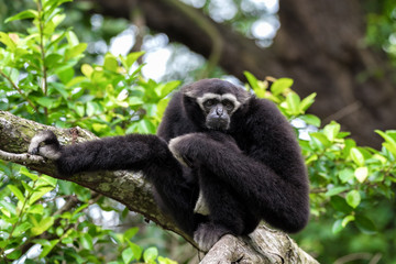 Monkey sitting on a tree.