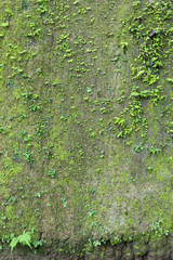 Cliff wall with moss fern.