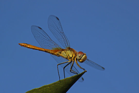 Lib&eacute;lula (Anisoptera) del mediterr&aacute;neo en una rama