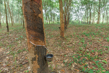Rubber tree