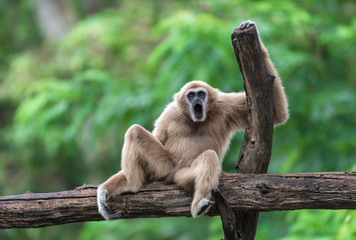 Portrait of a Monkey sitting on a log.