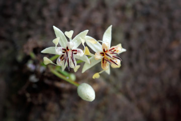 Close up cacao flowers (Theobroma cacao) on tree trunk: The native plant of Central and South America that cacao (cocoa) beans used to make a cocoa powder and chocolate.