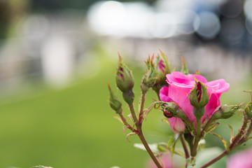 Walking in the garden of ancient roses