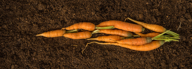 top view of baby carrot  on soil. flat lay style