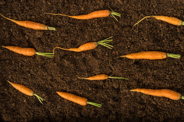top view of baby carrot on soil. flat lay style