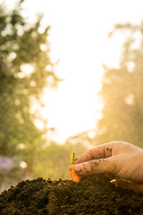 hand push baby carrot in soil with sun ray background.