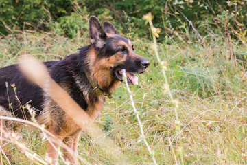German shepherd dog in sunny autumn