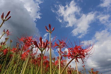 大和路の秋景色