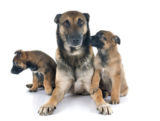 family of malinois