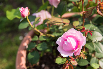 Walking in the garden of ancient roses