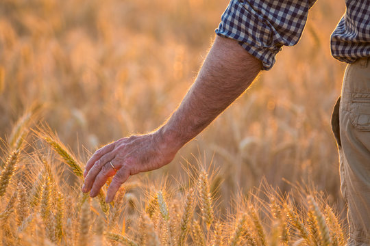  hand of a farmer caressing wheat ears in a field