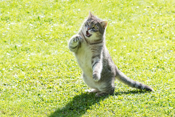 Katze