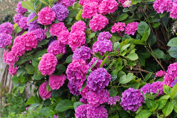 Pink and lilac hydrangea