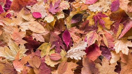 Naklejka na ściany i meble fallen leaves background, top view