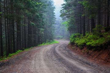 The wide road leads to the foggy fairy forest. Big green trees and bushes.