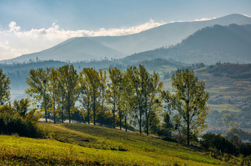 Obraz premium range of poplar trees by the road on hillside. beautiful morning in mountainous countryside