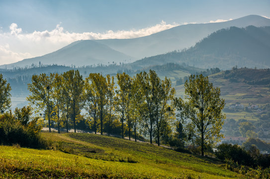 range of poplar trees by the road on hillside. beautiful morning in mountainous countryside