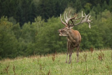 Red deer male blows deep during the deer rut in the nature habitat of Czech Republic, european wildlife, wild europa, deer rut, Cervus elaphus.
