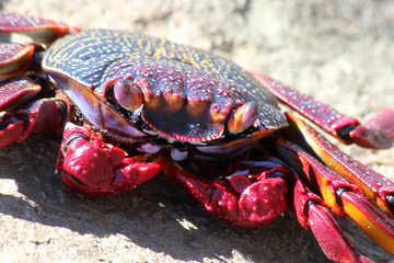 TIERE_2921_rote_Klippenkrabbe