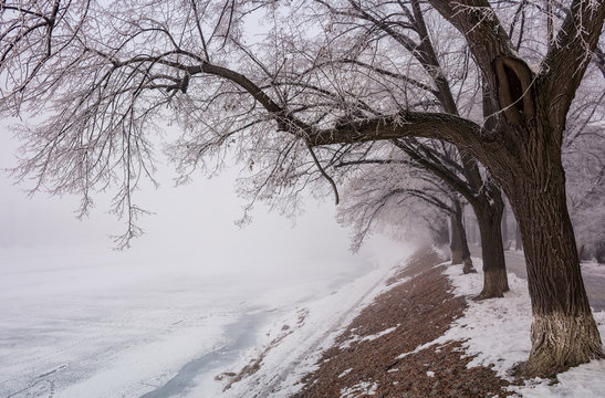 Longest linden alley in europe. Winter scenery on the river embankment at foggy sunrise in Uzhgorod, Ukraine.