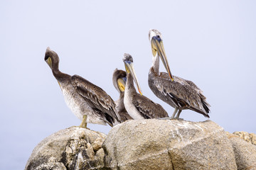 Group of brown pelican waiting on a rock